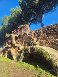 Pastore belga malinois