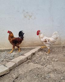 Araucana - galli di 5 mesi sani e attivi