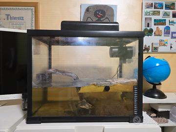 acquario tartarughe