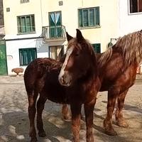 Puledro