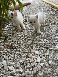 Splenditi gattini bianchi e neri