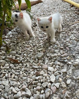 Splenditi gattini bianchi e neri