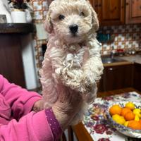 Cucciolo di barboncino Toy