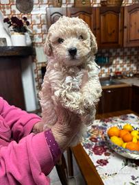 Cucciolo di barboncino Toy