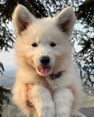 Cucciola a pelo lungo pastore svizzero