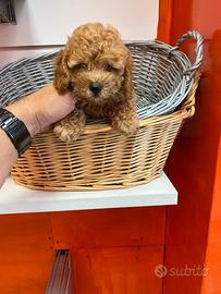 Barboncino Toy femmina albicocca