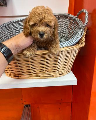 Barboncino Toy femmina albicocca