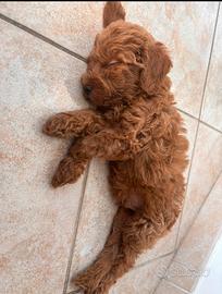 Cucciolo Barboncino Toy