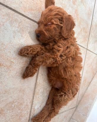 Cucciolo Barboncino Toy