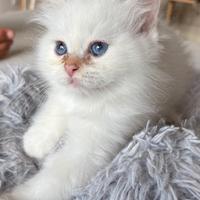 Cuccioli di Sacro di Birmania
