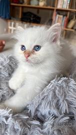 Cuccioli di Sacro di Birmania