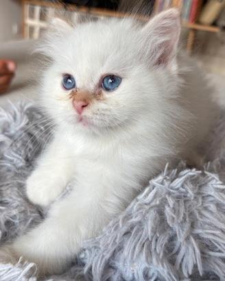 Cuccioli di Sacro di Birmania