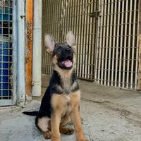 Cucciola di pastore tedesco