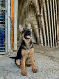 Cucciola di pastore tedesco