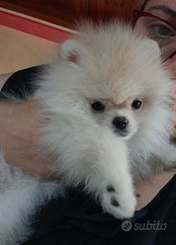 Spitz volpino di pomerania