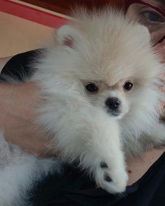 Spitz volpino di pomerania