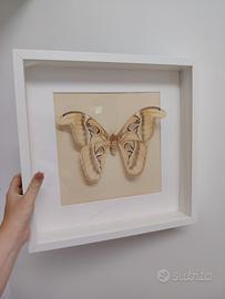 Quadro con vera Falena Atlante (Attacus atlas),