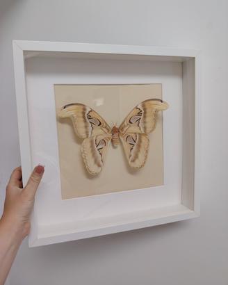 Quadro con vera Falena Atlante (Attacus atlas),
