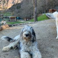 Cuccioli pastore bergamasco
