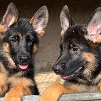 Cuccioli Pastore Tedesco femmine