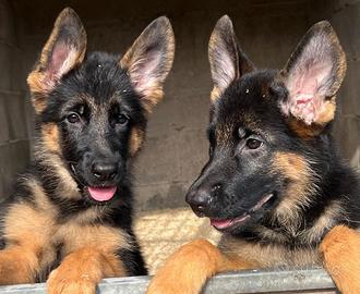 Cuccioli Pastore Tedesco femmine
