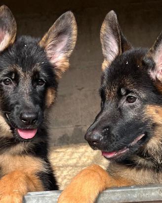 Cuccioli Pastore Tedesco femmine
