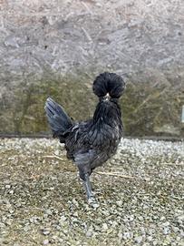 Galline padovane
