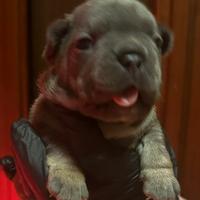 Bulldog francesi puppy