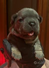 Bulldog francesi puppy