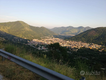 Uliveto di 100 pianti già produttive