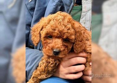 Piccoli di barboncino