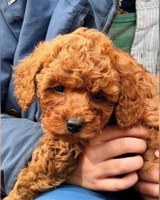 Piccoli di barboncino