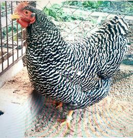 Galline Amrock