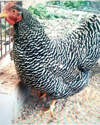 Galline Amrock