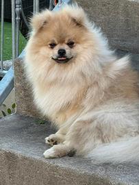 Spitz tedesco nano Maschio pedigree Enci