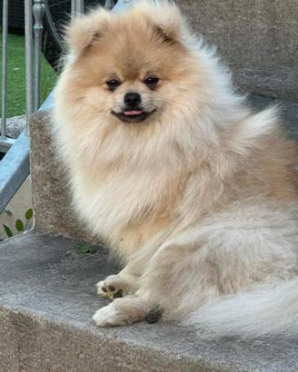 Spitz tedesco nano Maschio pedigree Enci