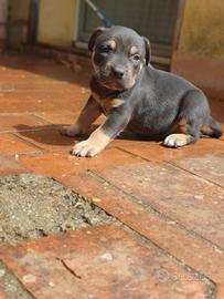 Pitbull tricolor