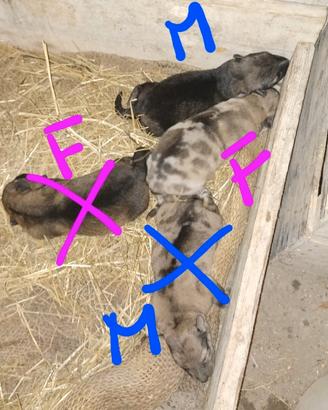 Cuccioli lupo cecoslovacco