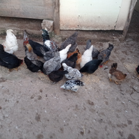 Galline