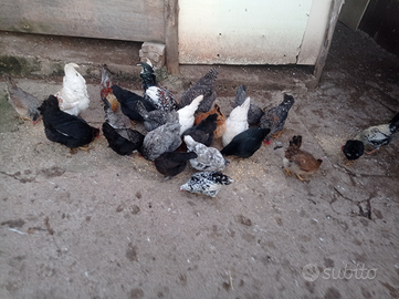 Galline