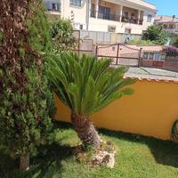 Cycas Splendida doppia testa