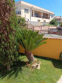 Cycas Splendida doppia testa