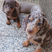 Bassotti nani Choco e arlecchino