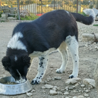 Asia Centrale - Caucaso