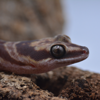 Oedura castelnaui geco australiano adulto