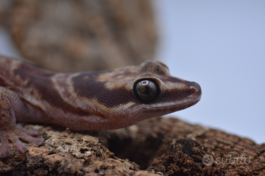 Oedura castelnaui geco australiano adulto