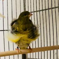 Canarini Arricciati del nord