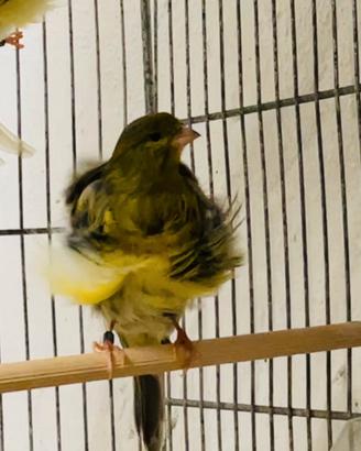 Canarini Arricciati del nord