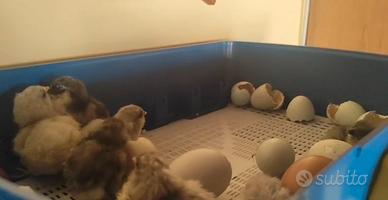 Pulcini ameraucana, oliveregger, marans