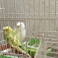 Coppia cocorite hagoromo e gabbia